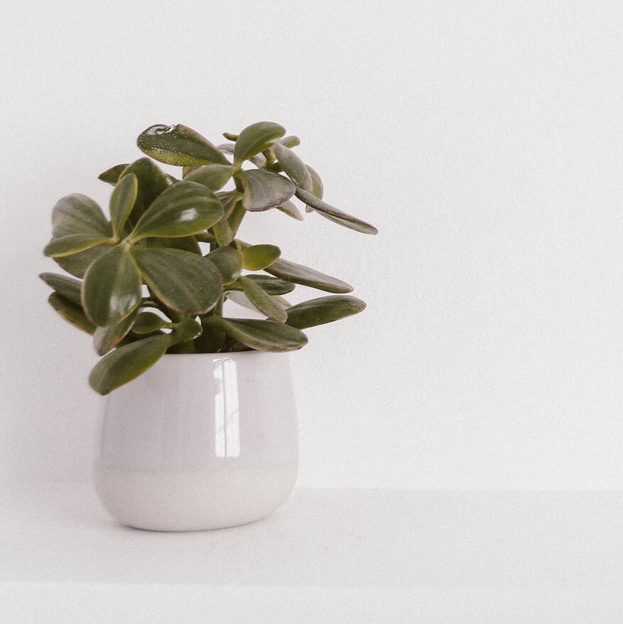 Calm therapy and counseling image to manage stress and anxiety and trauma.